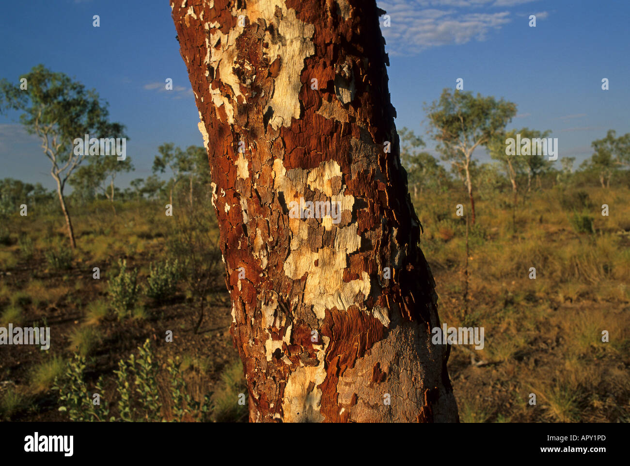 Eukalyptus tree, Rinde, Australien, Northern Territory, red centre, eucalyptus trees Stock Photo