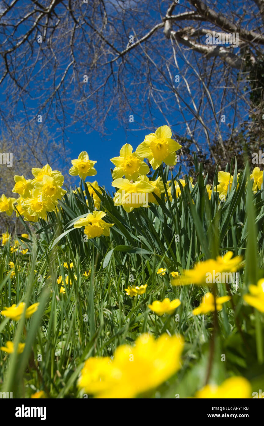 yellow daffodils, the national flower of wales, spring Stock Photo