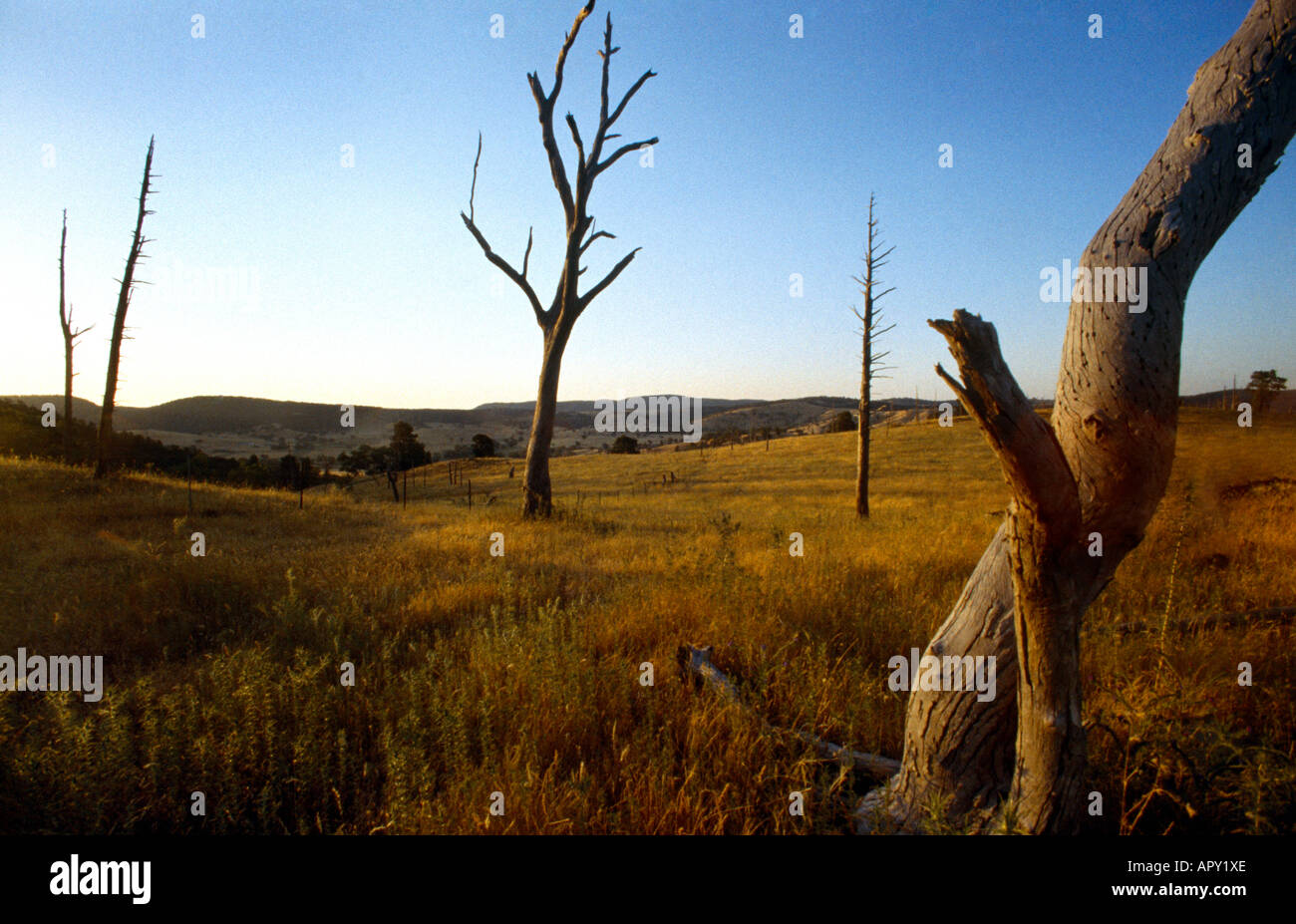 NSW Australia Ring Barked Trees Soil Erosion Deforestation Stock Photo ...