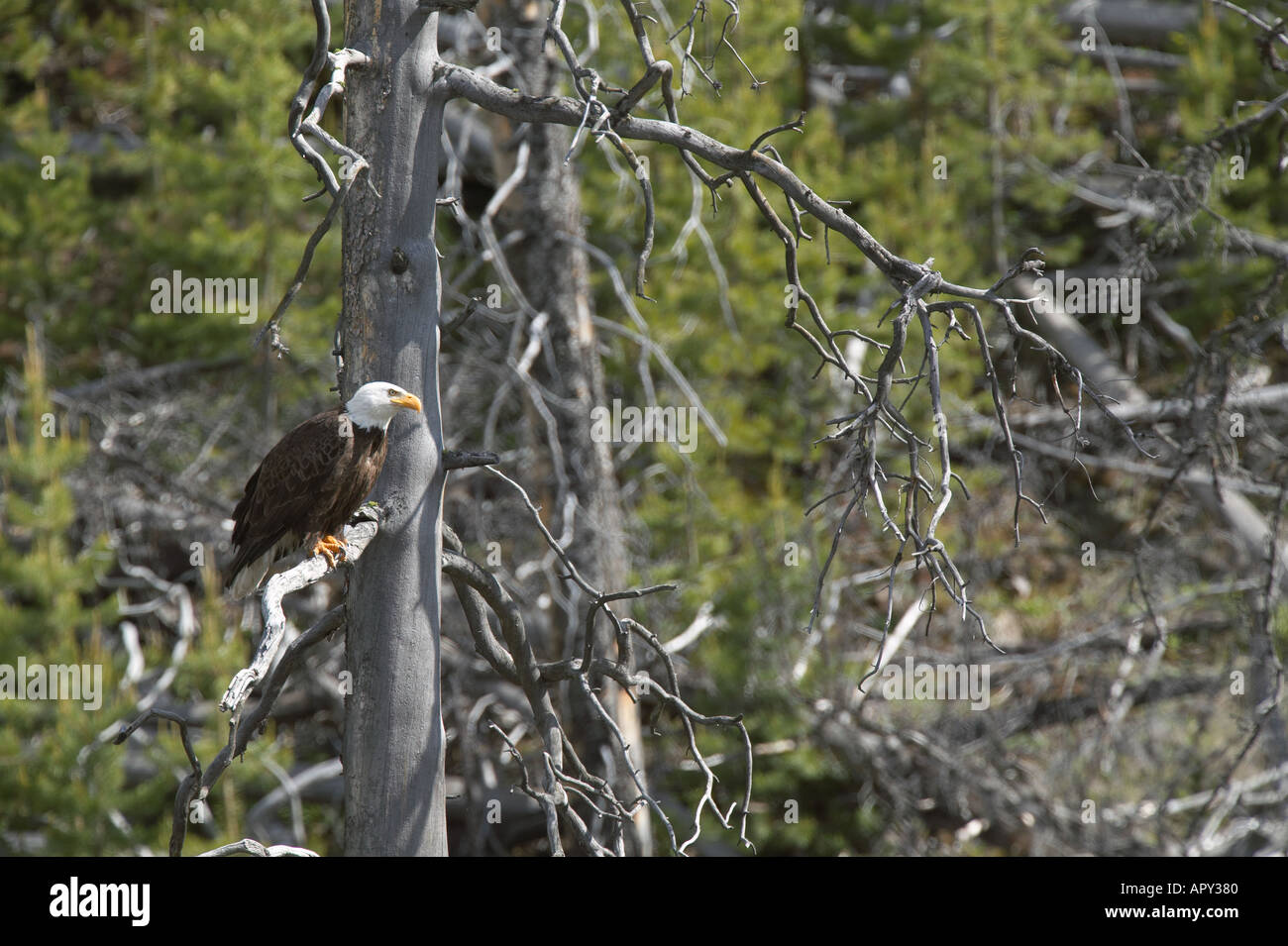 American Bald Eagle Yellowstone National Park Wyoming Stock Photo Alamy