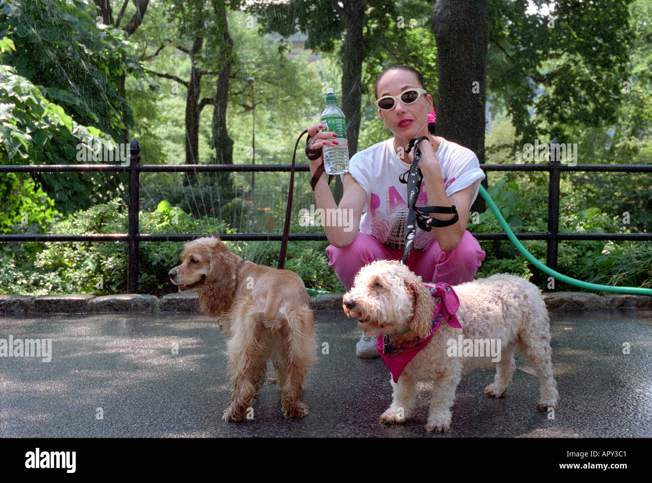 Woman with sprinkler behind her cooling off while walking her spaniels in Central Park New York City. Stock Photo