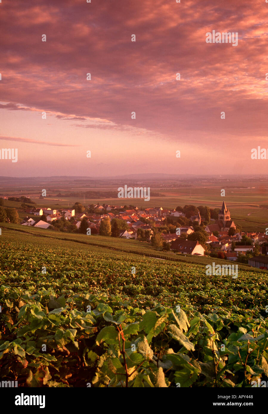VilleDommange, Champagne, France Stock Photo Alamy