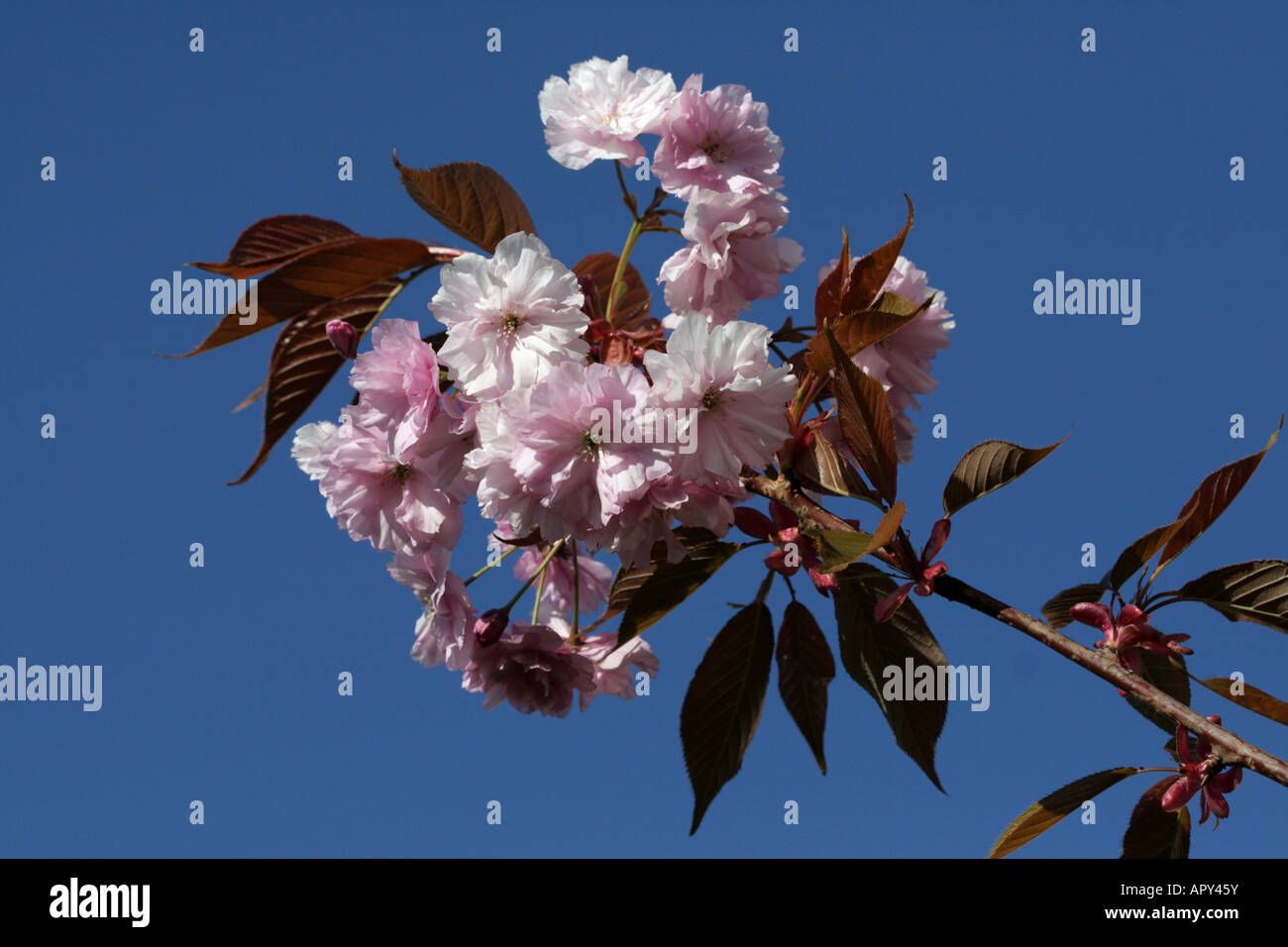 pink flowers on a tree in the spring Stock Photo - Alamy