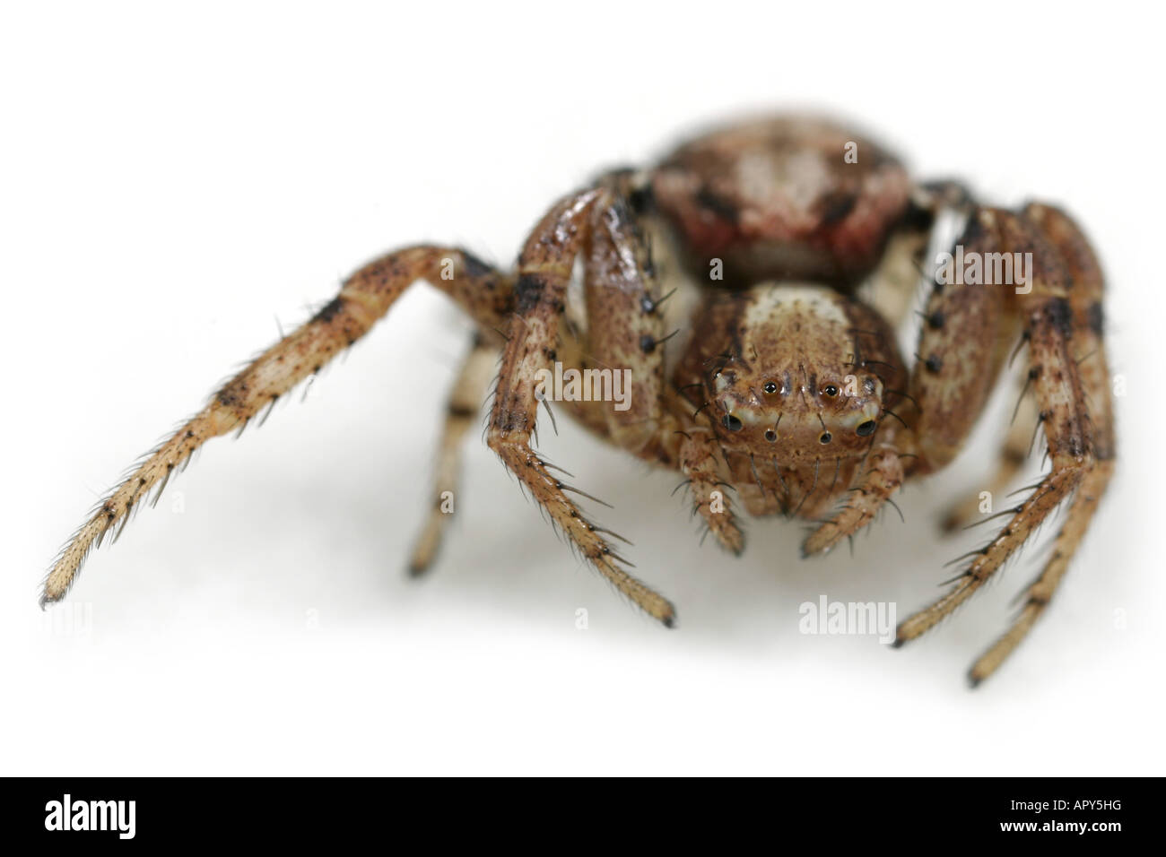 A female Crab spider, Xysticus audax, on white background, head-on view. Stock Photo