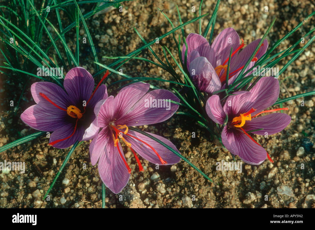 Saffron Crocus sativus. Plants on blossom showing red stigmas