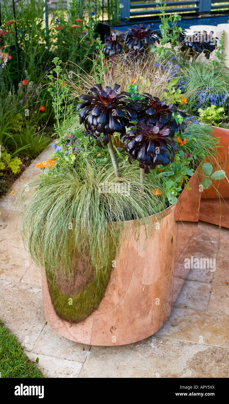 Succulents and grasses (Aeonium, Carex) in polished copper planter with reflection of lawn Stock Photo