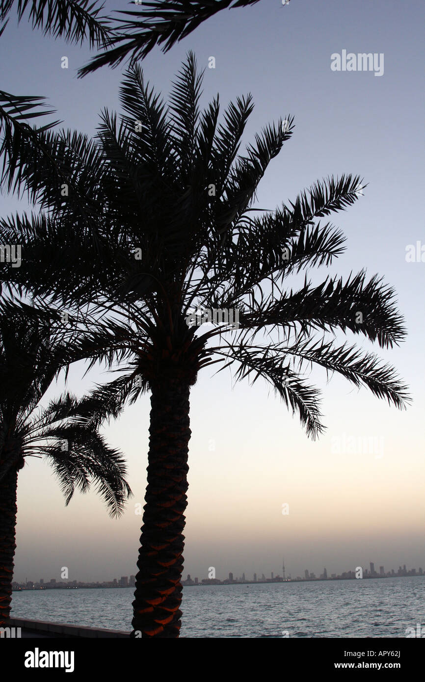 palm tree in kuwait Stock Photo Alamy