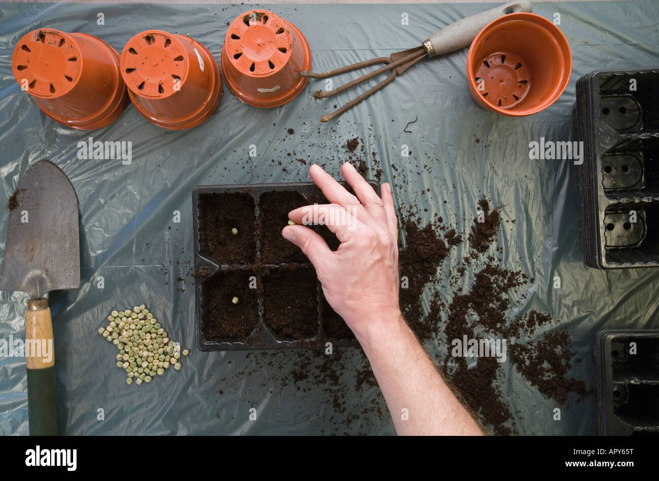 Planting peas in trays Stock Photo Alamy