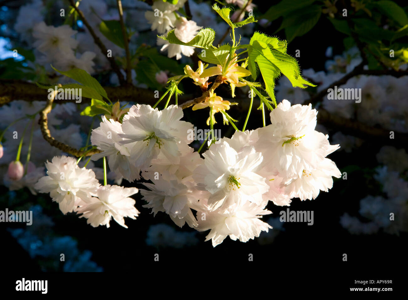 Dormansland, Surrey, England. Sunlit cherry blossom Stock Photo Alamy