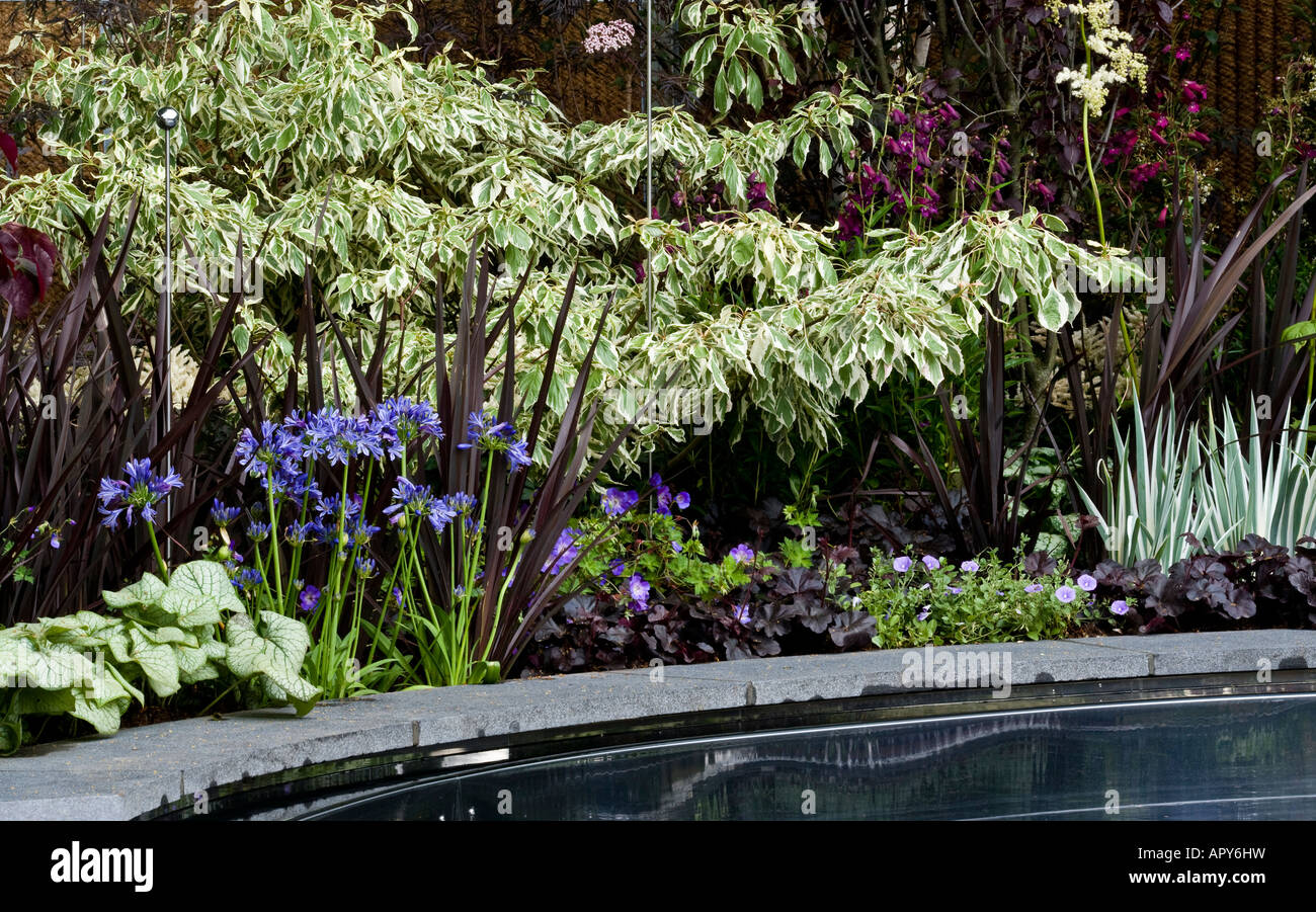 Edge of pool with black and white planting including variegated dogwood (cornus) Stock Photo