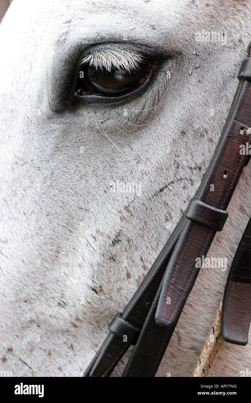 Polo,pony,grey,horse,head,bridle,tack,eye,soul Stock Photo Alamy