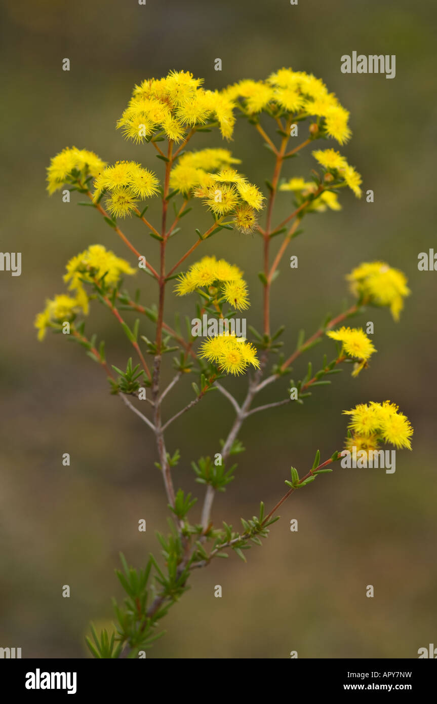 Yellow Featherflower Verticordia chrysantha Gooseberry Hill Perth Western Australia September Stock Photo