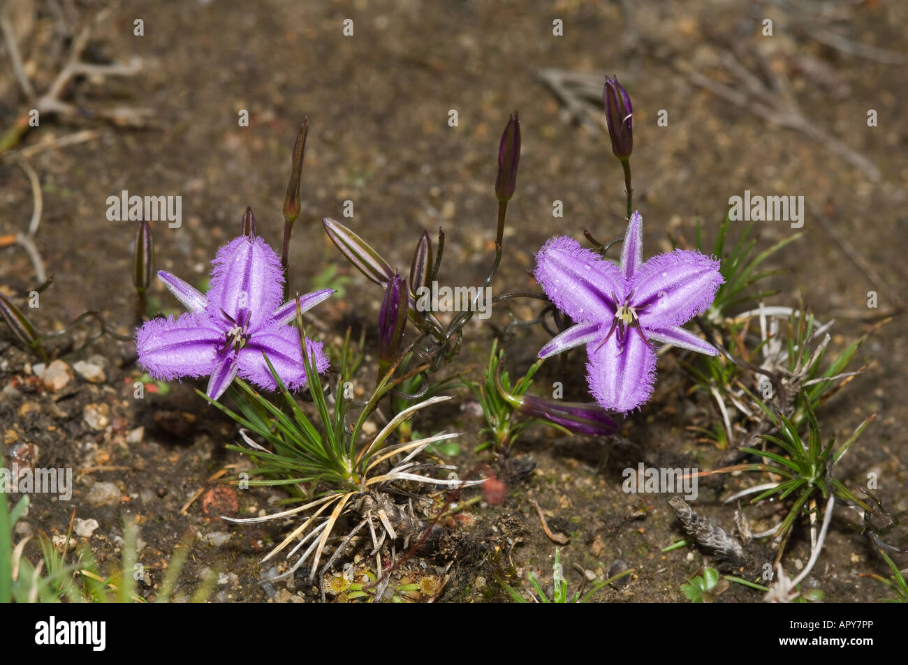 Twining Fringed Lily Thysanotus patersonii flowers Gooseberry Hill Perth Western Australia September Stock Photo