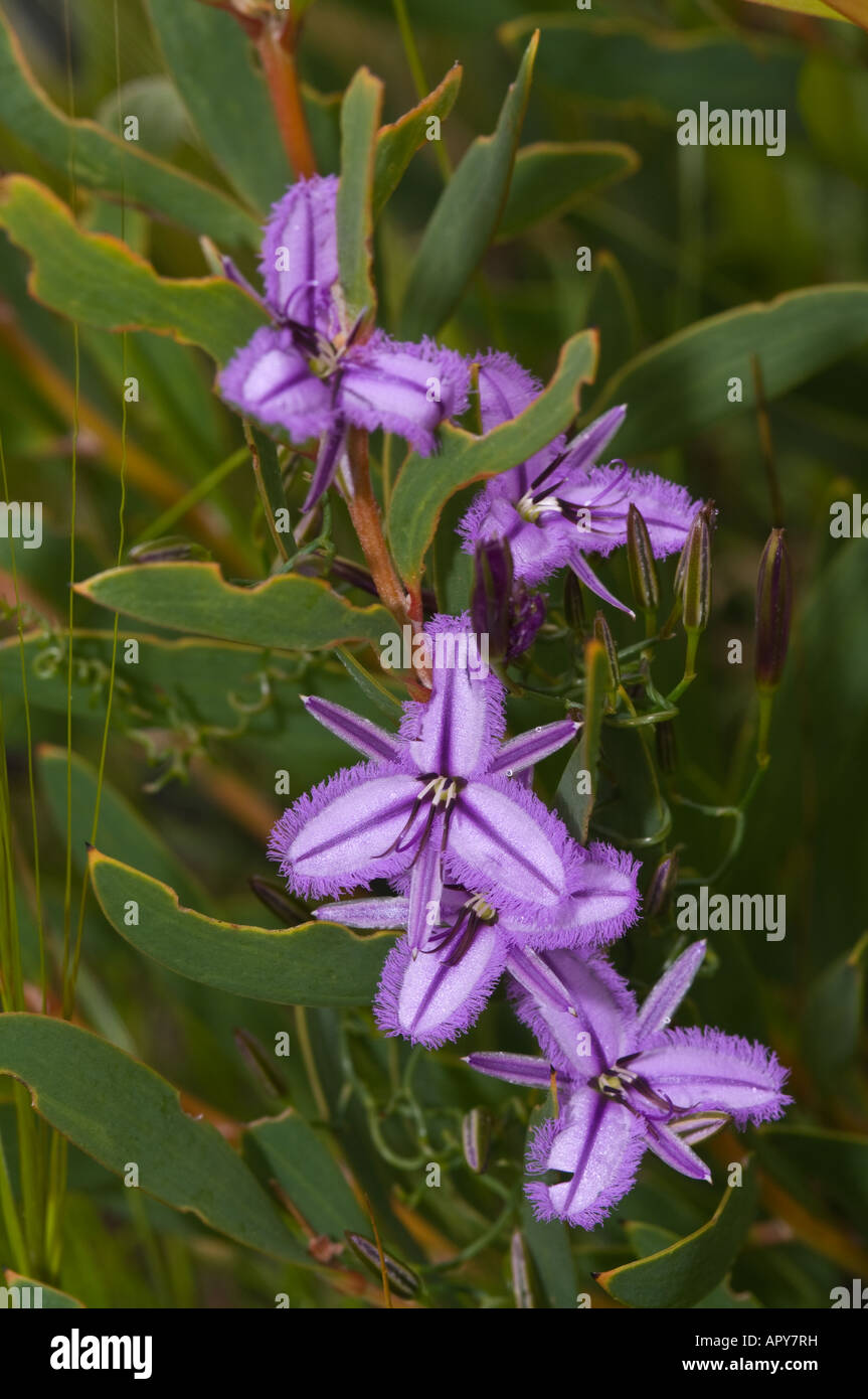 Twining Fringed Lily Thysanotus patersonii flowers Gooseberry Hill Perth Western Australia September Stock Photo