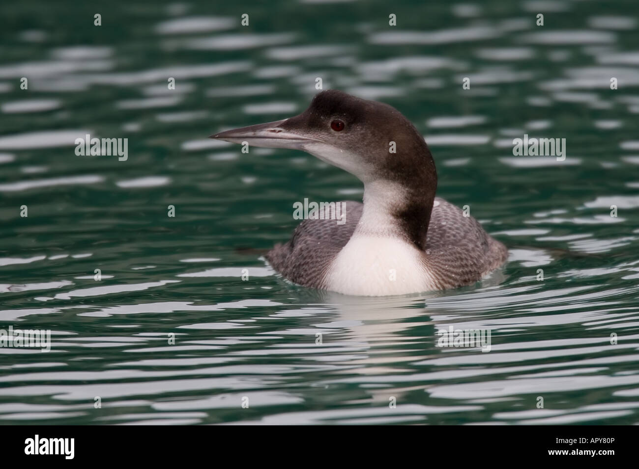 great northern diver, common loon, Gavia immer Stock Photo