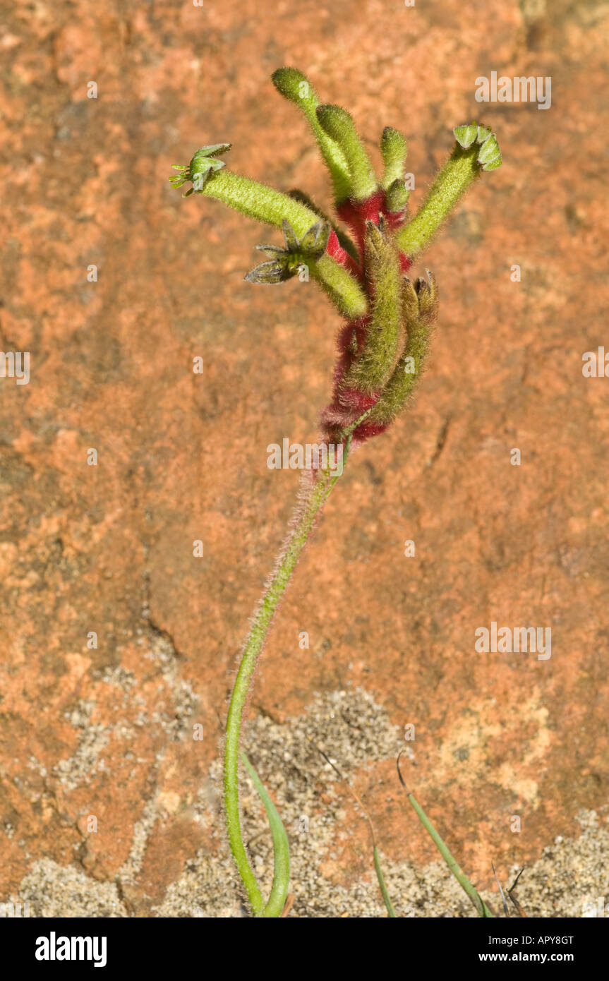 Dwarf Kangaroo Paw Anigozanthos gabrielae Stirling Range National Park Western Australia September Stock Photo