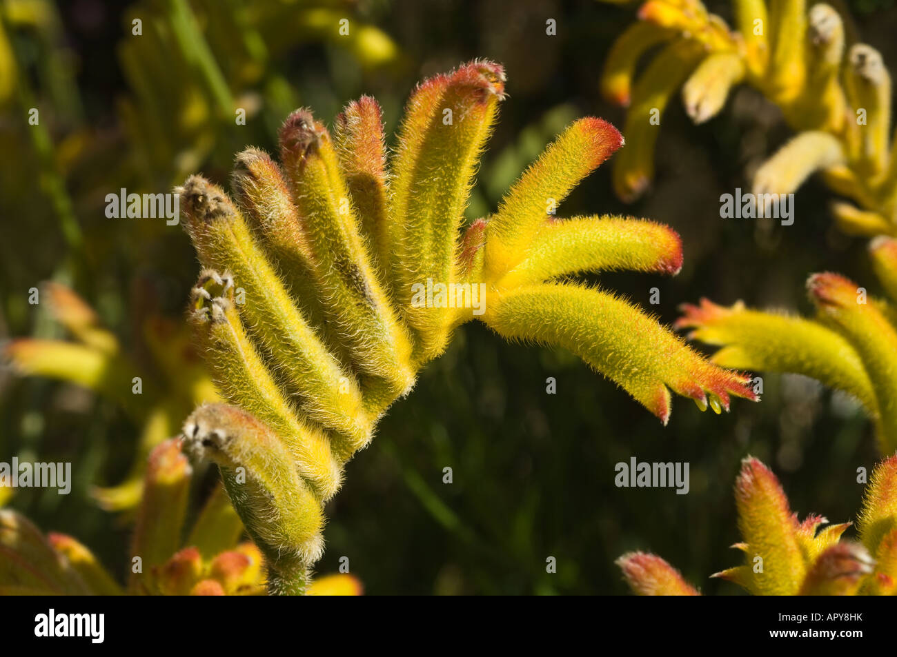 Catspaw Anigozanthos humilis flowering Kings Park Perth Western Australia September Stock Photo