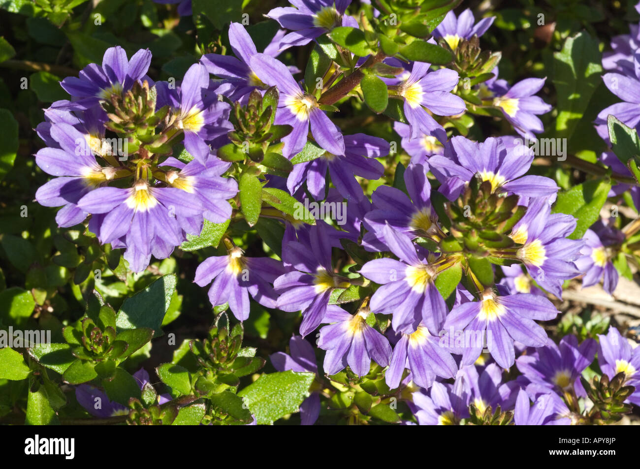 Fan Flower (Scaevola aemula) Purple Fanfare blooms Kings Park Perth Western Australia September Stock Photo