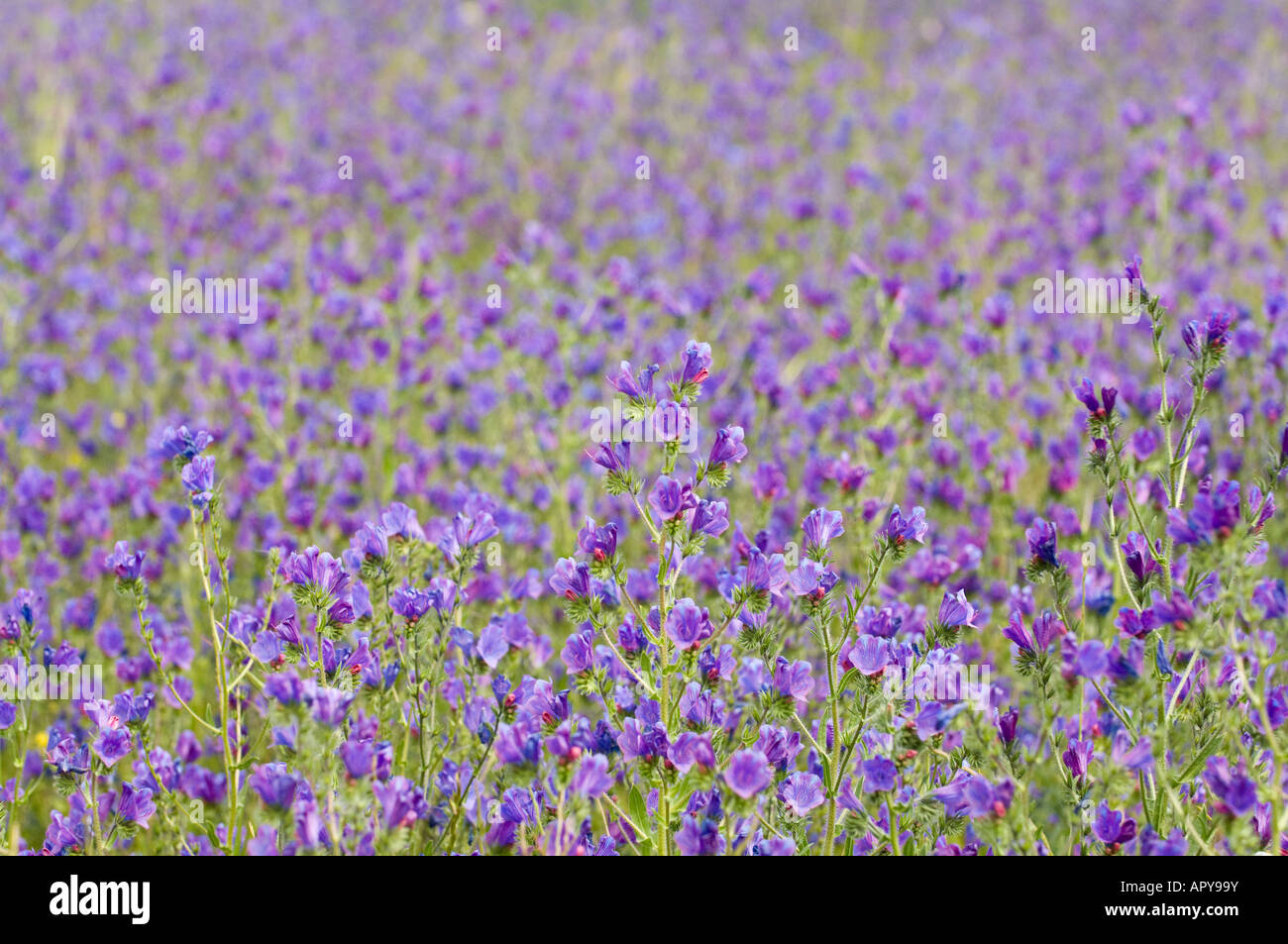 Patterson's Curse Echium plantagineum native to southern and western Europe invasive pasture weed flowering Avon Valley Australi Stock Photo