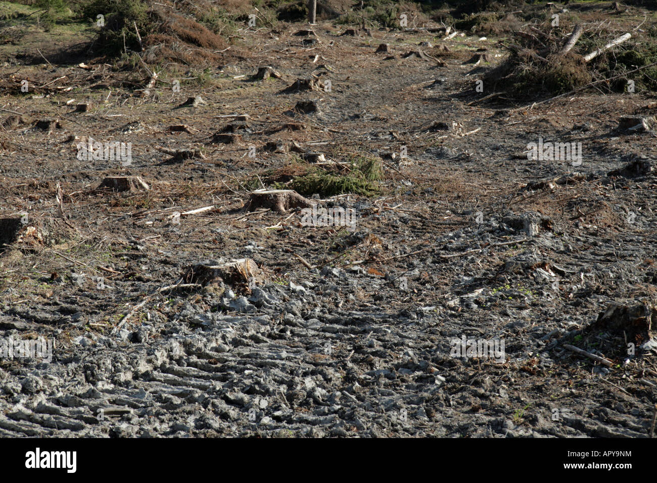 Stumps and wheel-tracks in a clear-cut pine tree forest in Sweden. Stock Photo