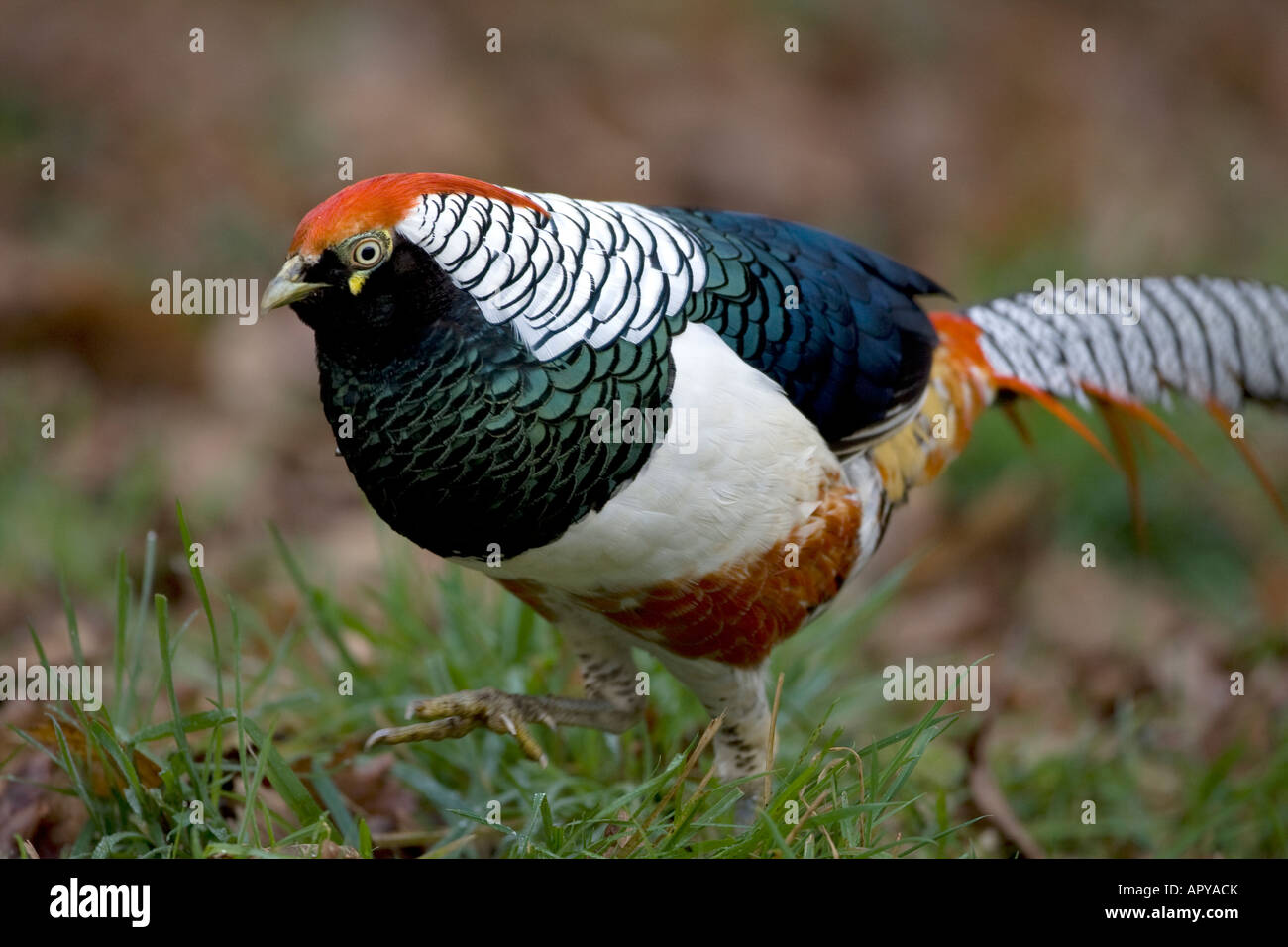 Lady Amherst's Pheasant (Chrysolophus amherstiae) with some Golden Pheasant (Chrysolophus pictus) DNA ie hybrid. Note a captive bird. Stock Photo