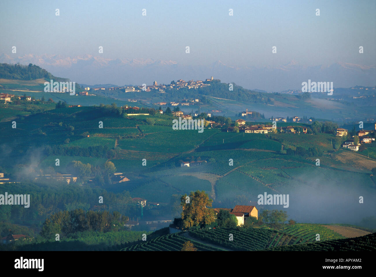 Vineyards, Serralunga, Piemonte, Italy Stock Photo