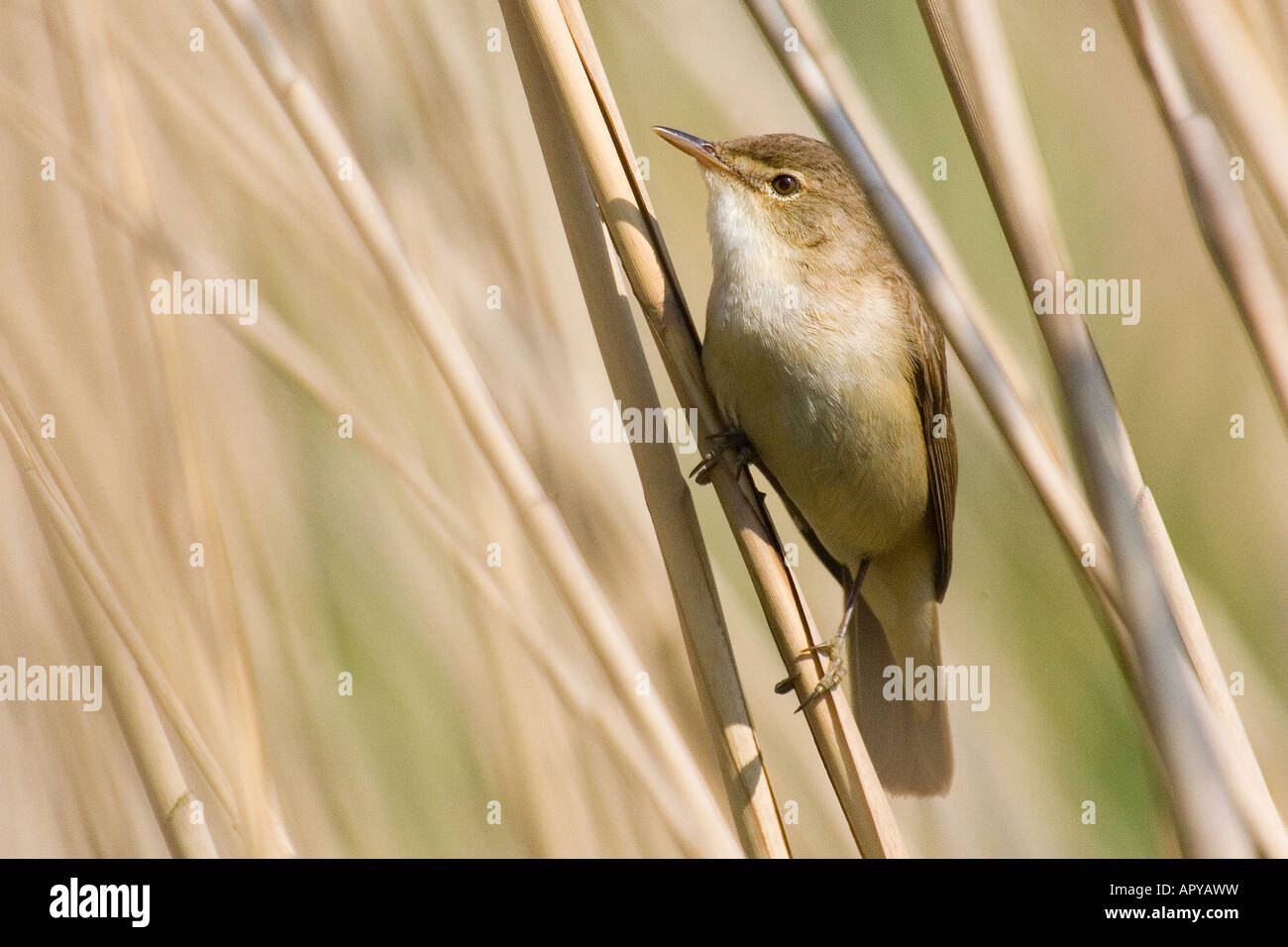 Reed Warbler (Acrocephalus scirpaceus), family Sylviidae Stock Photo