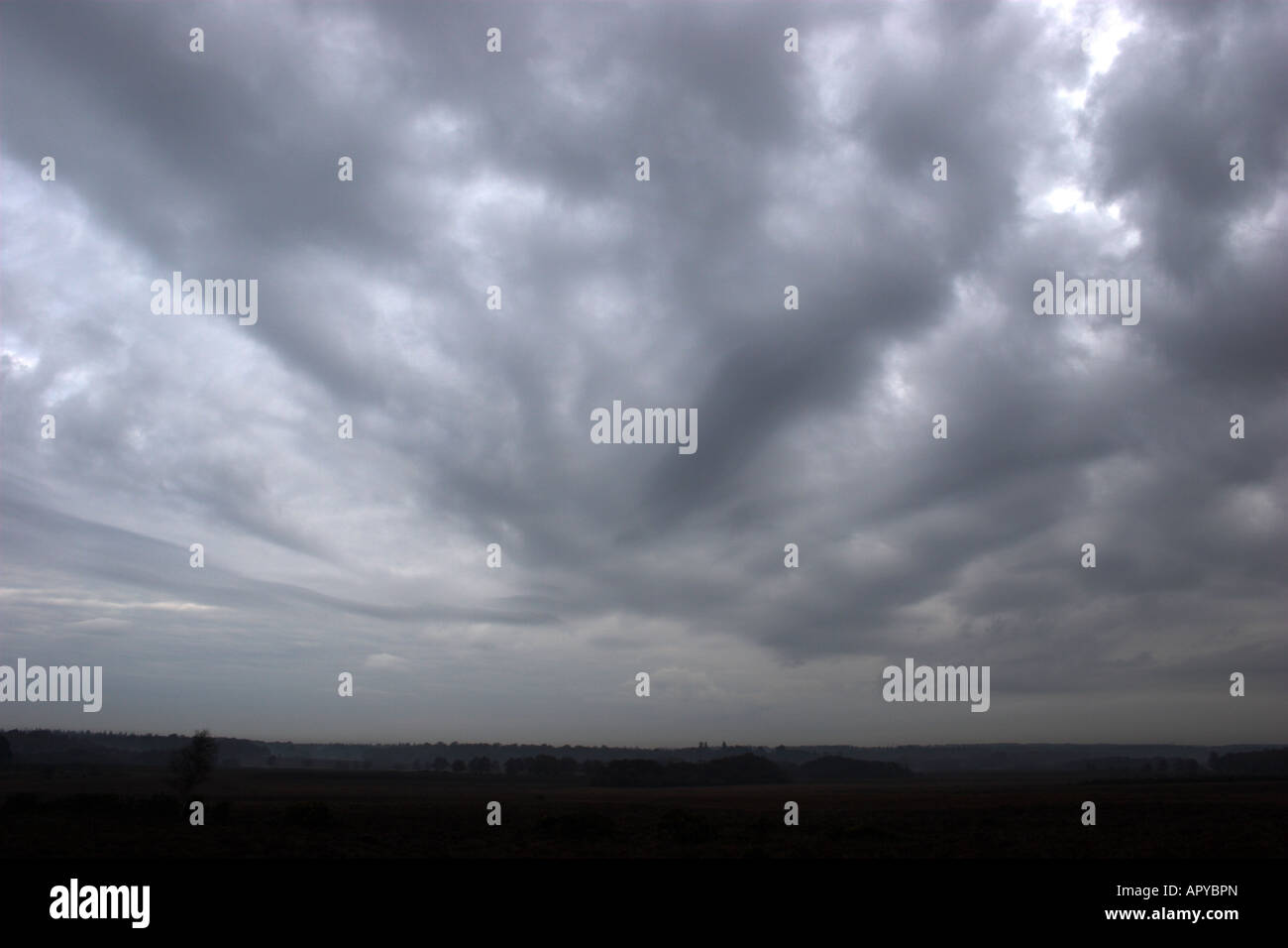 New forest grey hi-res stock photography and images - Alamy