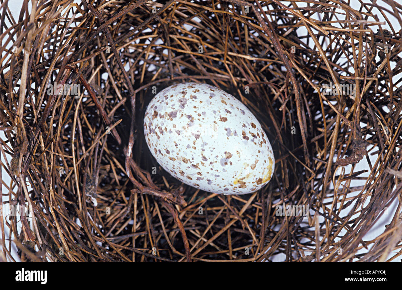 Cardinal nest hires stock photography and images Alamy