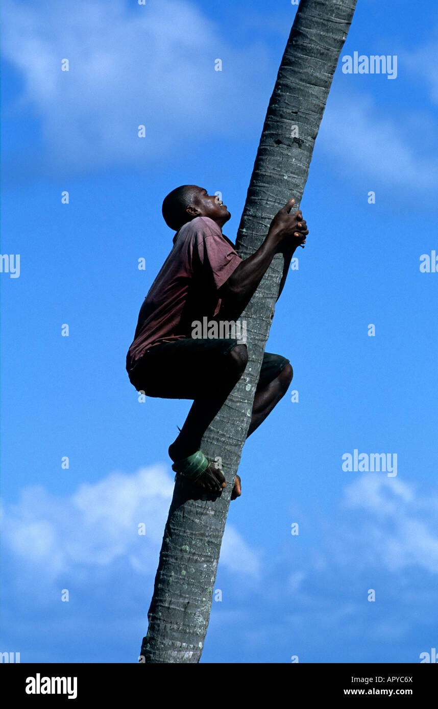 A local lad on Bazaruto Island nimbly ascends a palm tree using only palm leaves wrapped around his feet as grip Stock Photo