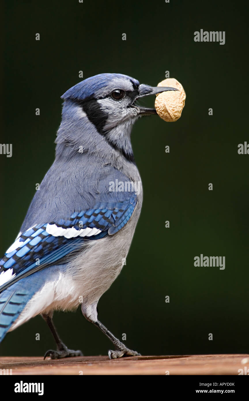 North American Blue Jay Stock Photo - Alamy