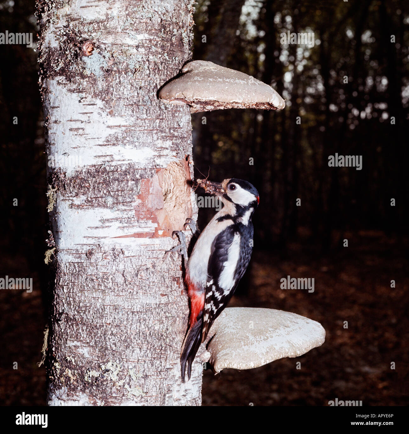 pic epeiche Buntspecht Great Spotted Woodpecker Picoides major Dendrocopos major male clinging to tree trunk animals Asia Asien Stock Photo