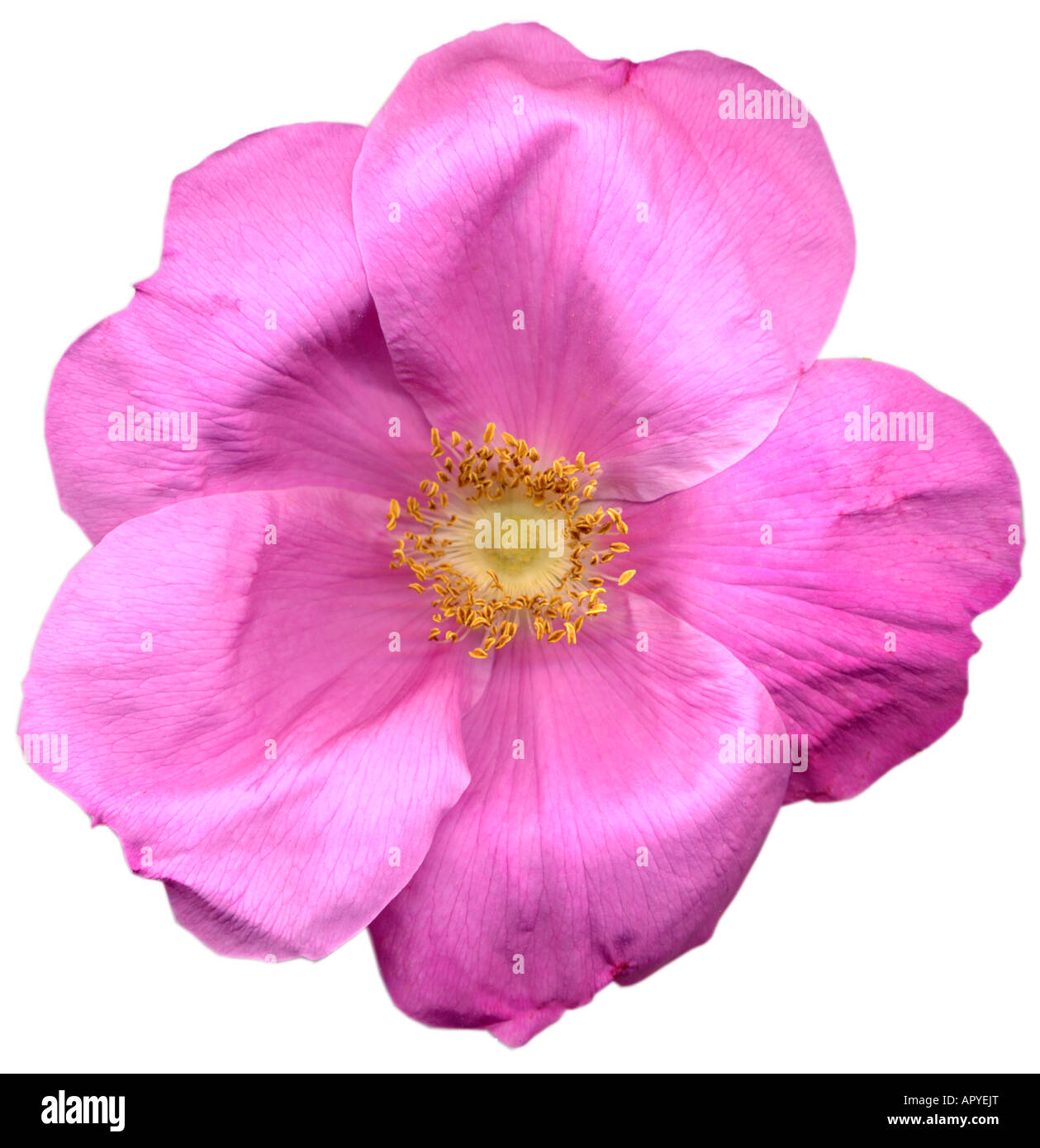 Tea Rose Flower Scanned on a Flatbed Scanner Stock Photo