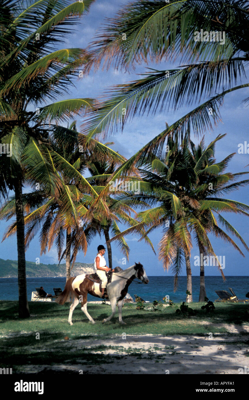 Antigua Horseback riding near the ocean with palm trees all around Stock Photo