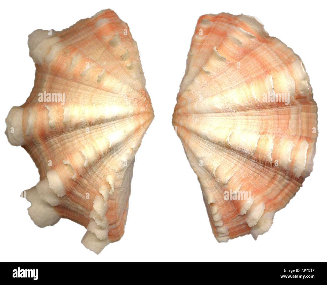 Sea Shells Imaged on a Flatbed Scanner Stock Photo