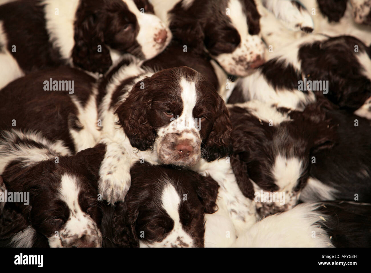 Sleeping Springer Spaniel Stock Photos Sleeping Springer Spaniel
