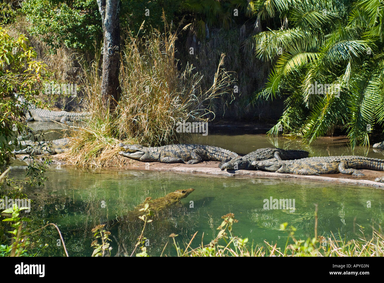 6 Lazy Alligators Stock Photo