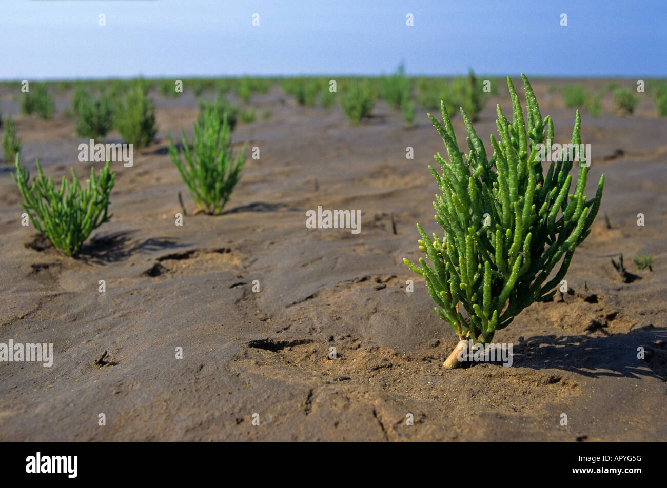 Marsh Samphire Stock Photo 15889275 Alamy