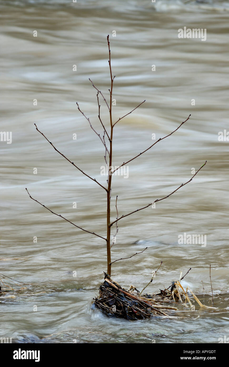 Alder sapling Alnus glutinosa at the edge of a flooded river, Wales, UK. Stock Photo