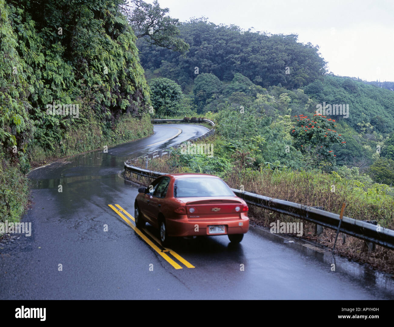 Cars navigate the twisty Hana Highway through dense rain forest on the