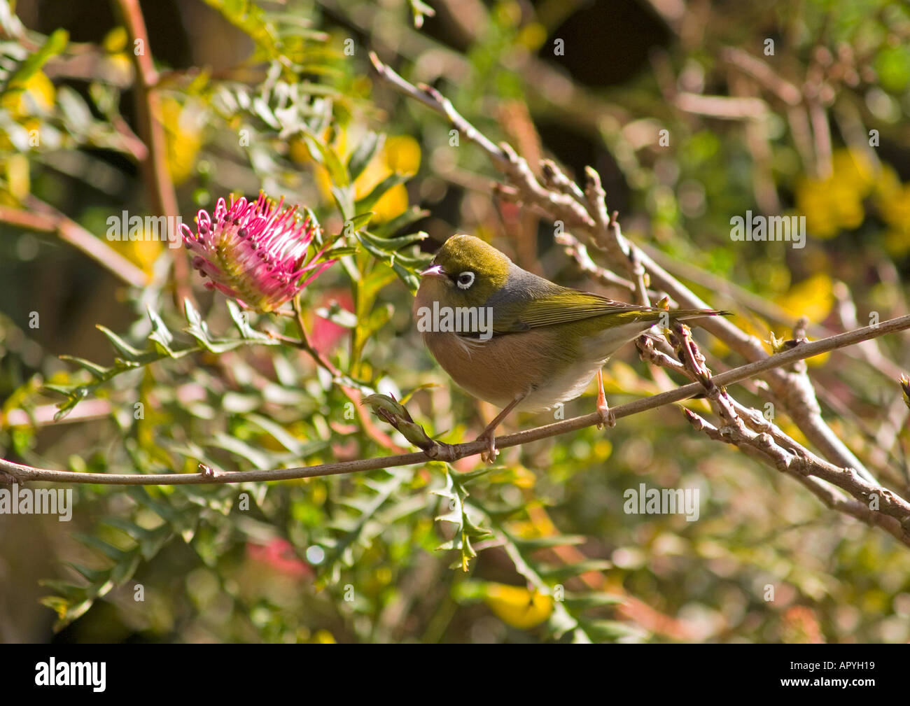 Silvereye Australasian exotic bird Zosterops lateralis perched on grevillea acanthifolia protea shrub Stock Photo
