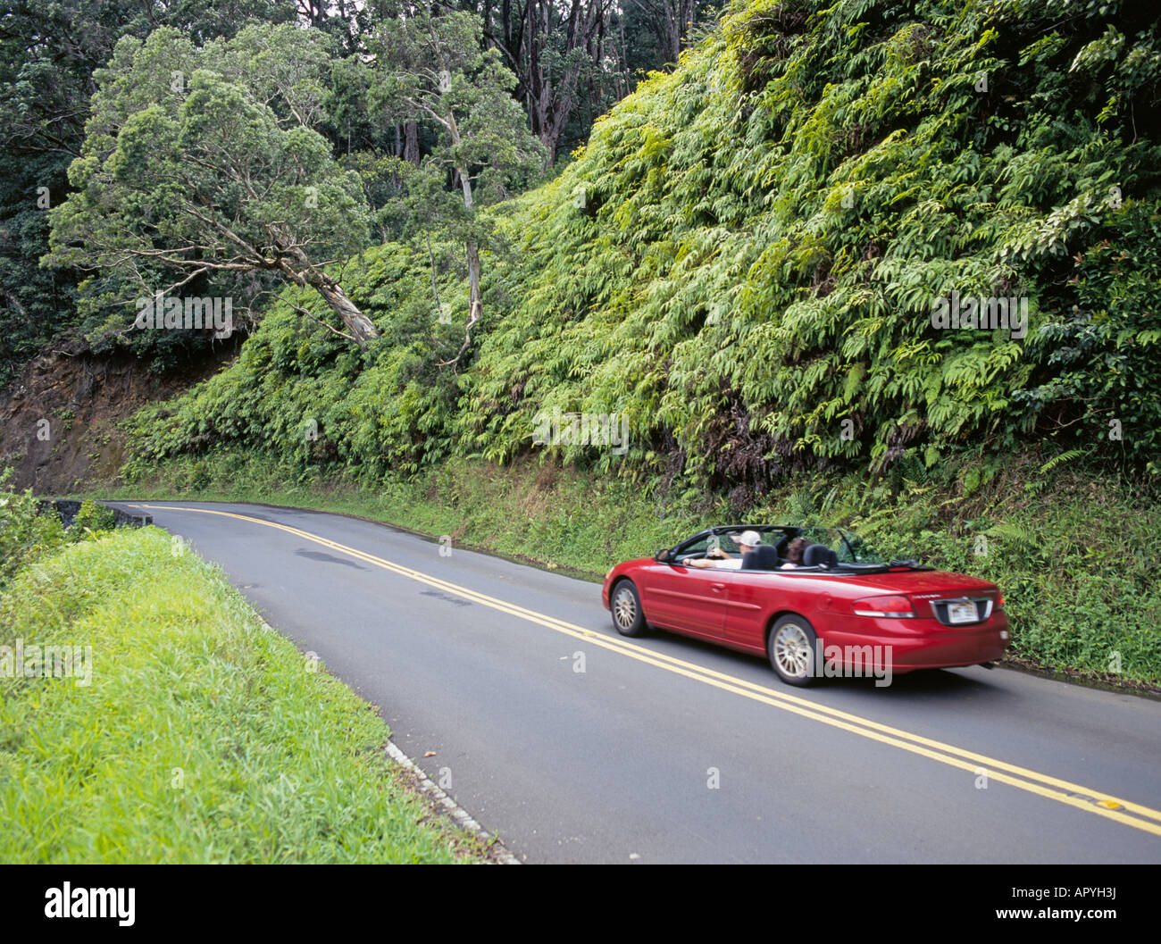 A visitor in a rental car navigates the twisty Hana Highway through