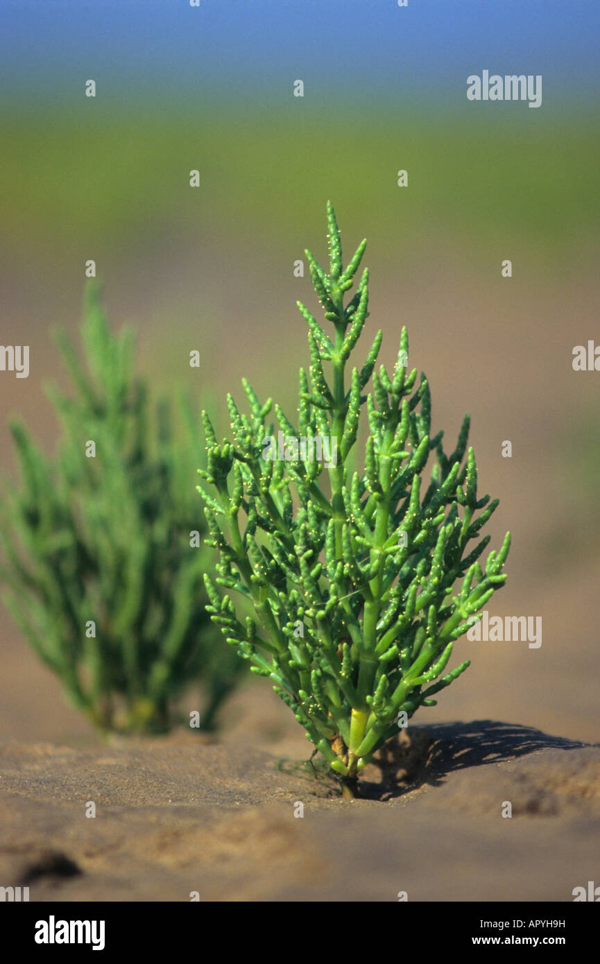 Samphire Stock Photo