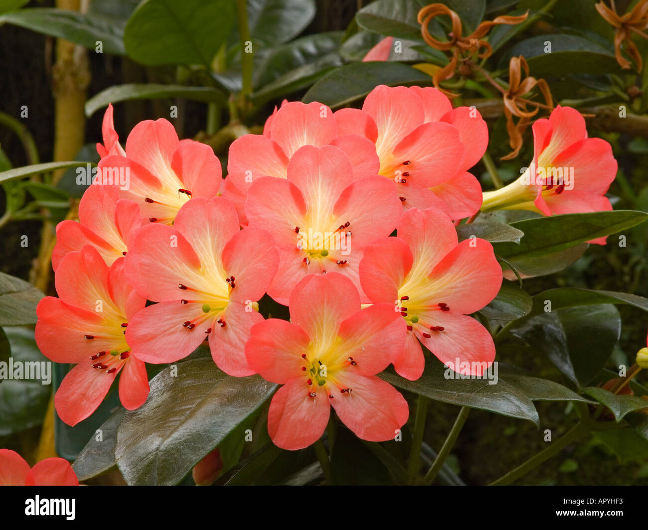 Rhododendron vireya Kisses hybrid cultivar Stock Photo