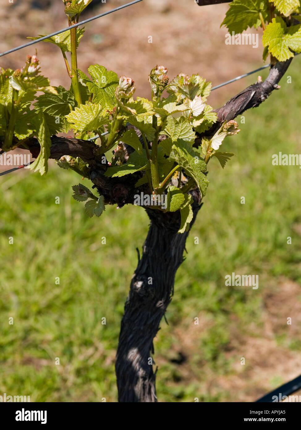 Rows of grapevines, vitis Vinifera; in vineyard, showing Spring growth ...