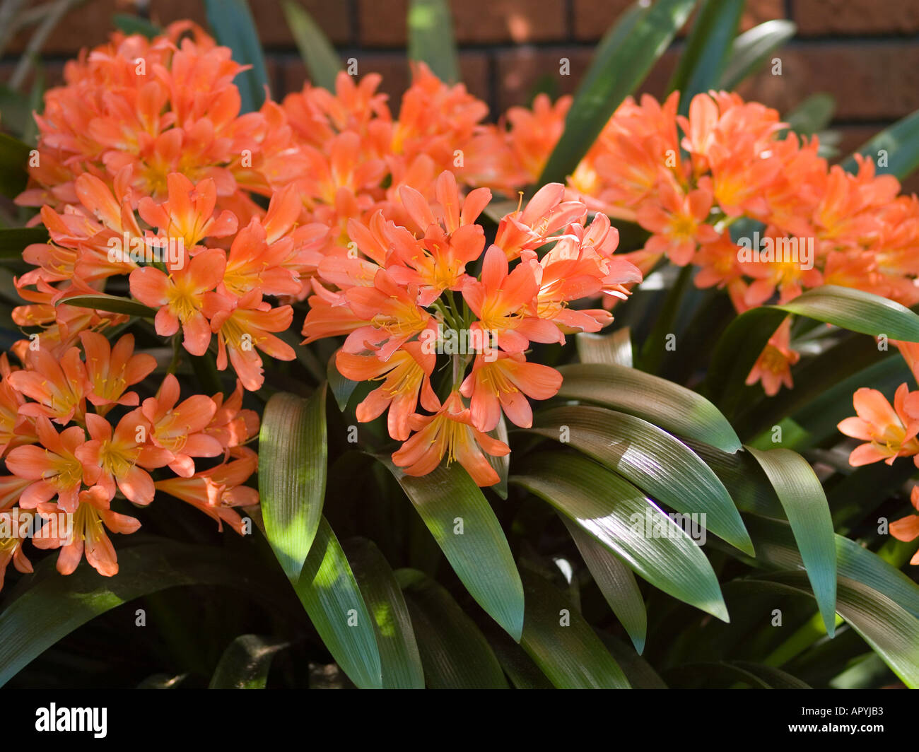 Vibrant orange Kaffir Lily Clivia miniata Liliaceae Stock Photo