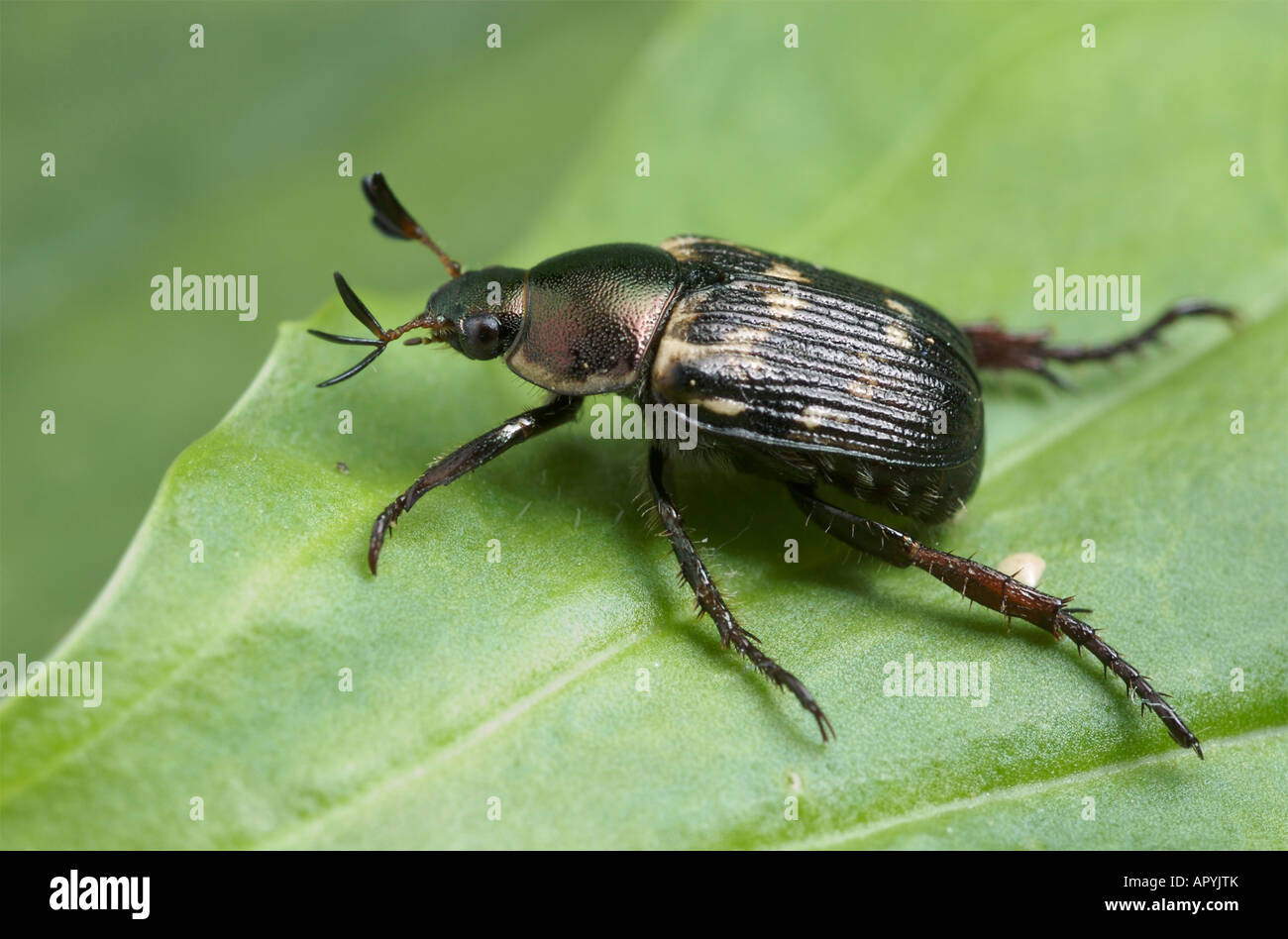 Shining leaf chafer beetle. Strigoderma pygmaea. Stock Photo