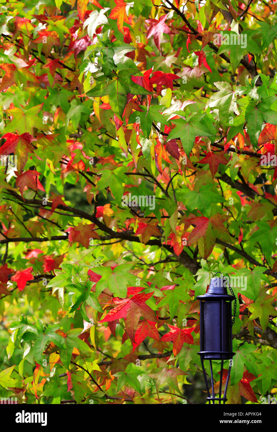 Sweet gum tree Liquidambar styraciflua and the torch in autumn Stock