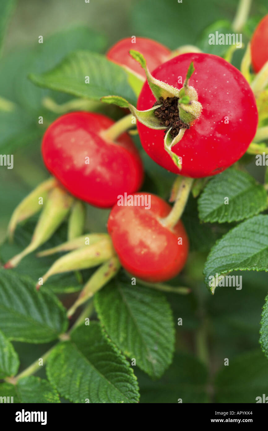 Rose hips Rosa rugosa seedheads Stock Photo Alamy