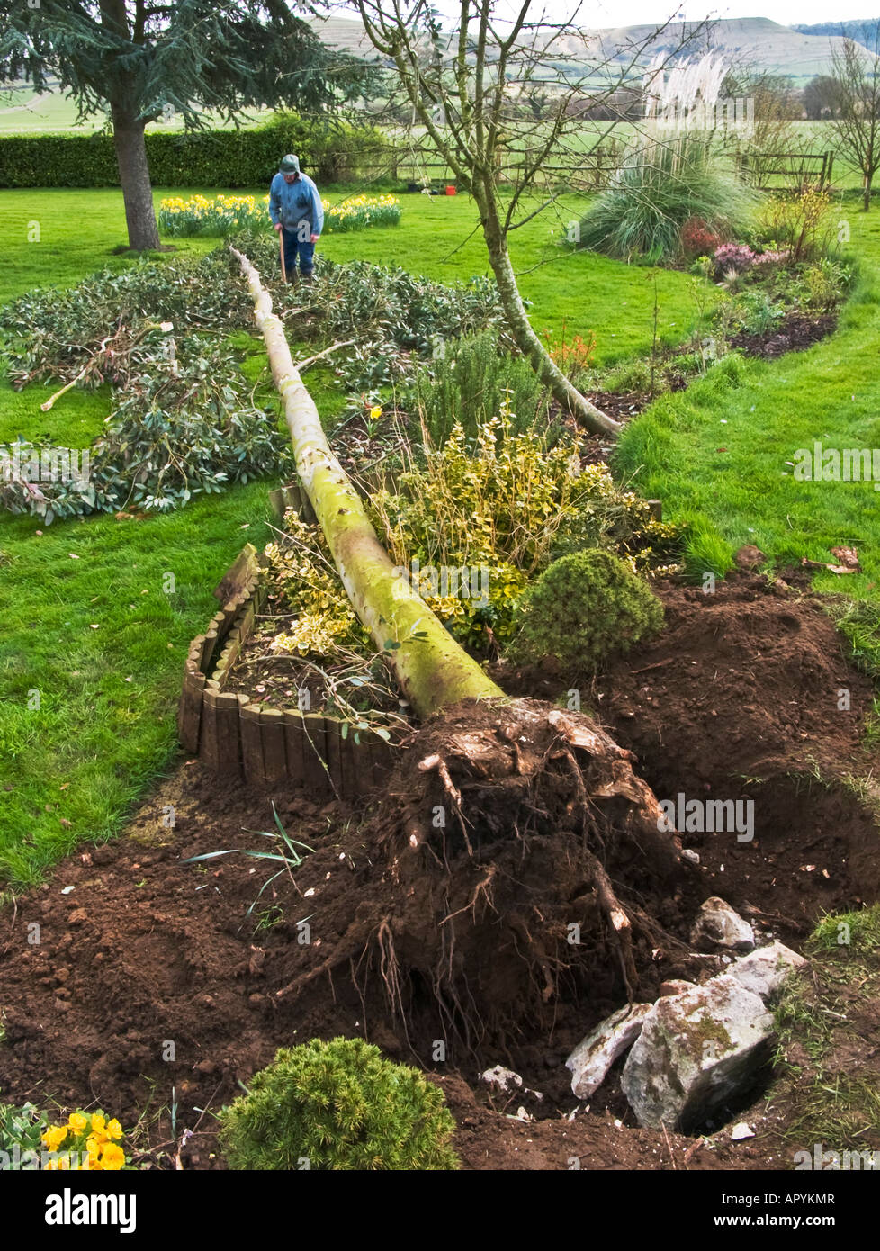 Eucalyptus tree felled after storm damage in a garden Stock Photo